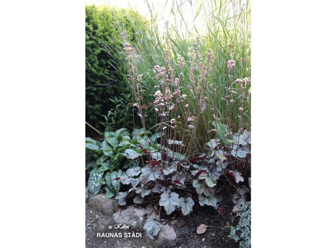 Heuchera   'Silver Scrolls'